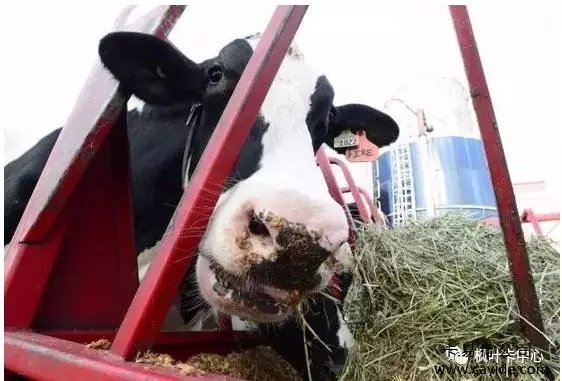 <b>【加拿大枫叶卡】加拿大有名的“牛”“下岗了”！请认准新代言“牛”！</b>